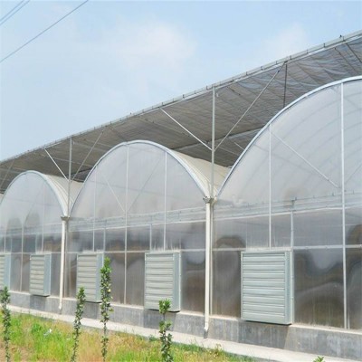 双拱双模连栋薄膜温室拱棚内部宽敞大型葡萄种植采摘园林